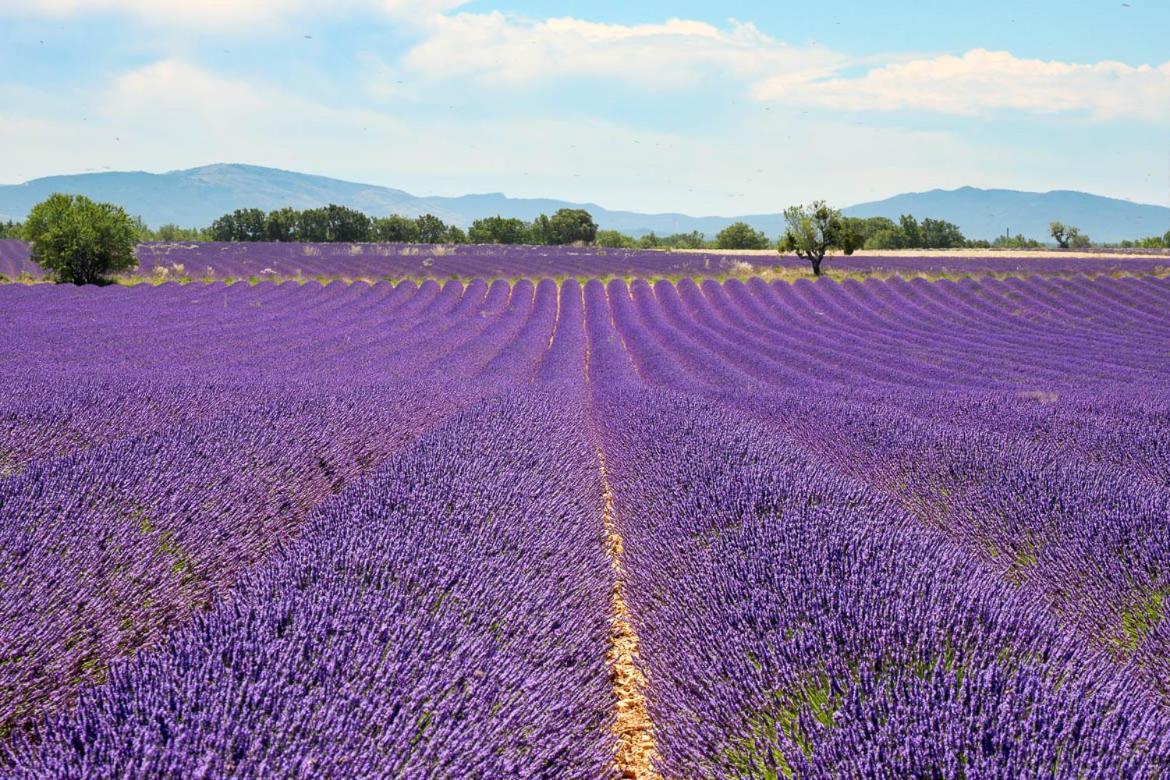 Roulotte Bohemian Lover In Provence, Valensole Eksteriør billede